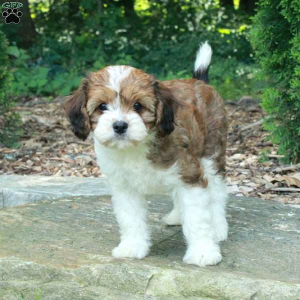 Steve, Havanese Mix Puppy