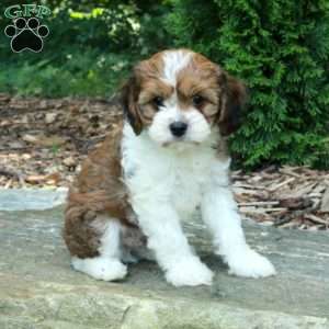 Steve, Havanese Mix Puppy
