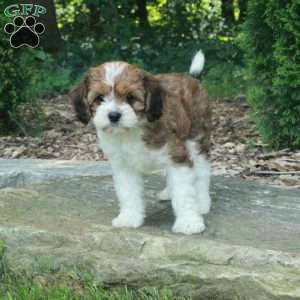 Steve, Havanese Mix Puppy