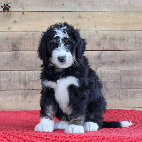 Storm, Bernedoodle Puppy