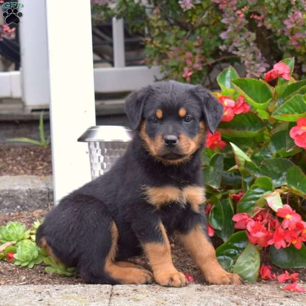 Stormy, Rottweiler Puppy