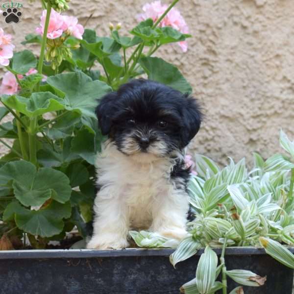 Stormy, Havanese Puppy