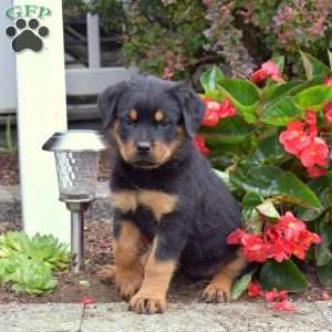 Stormy, Rottweiler Puppy