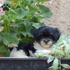 Stormy, Havanese Puppy