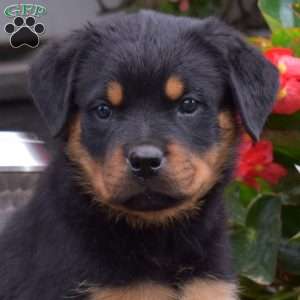 Stormy, Rottweiler Puppy