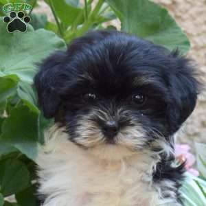 Stormy, Havanese Puppy