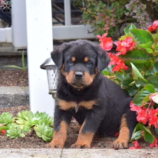 Stout, Rottweiler Puppy
