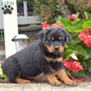 Stout, Rottweiler Puppy
