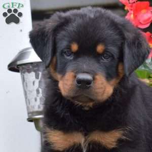 Stout, Rottweiler Puppy