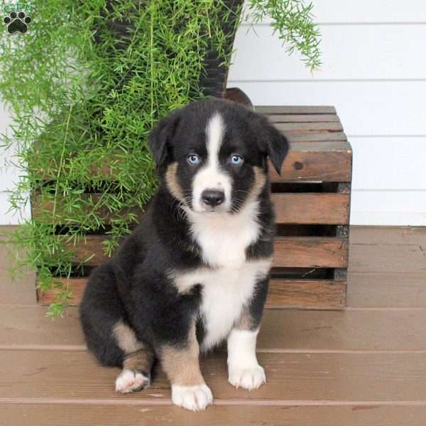 Strawberry, Australian Shepherd Puppy