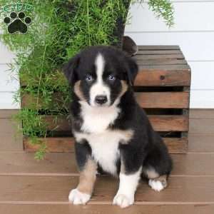 Strawberry, Australian Shepherd Puppy
