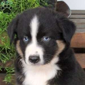Strawberry, Australian Shepherd Puppy