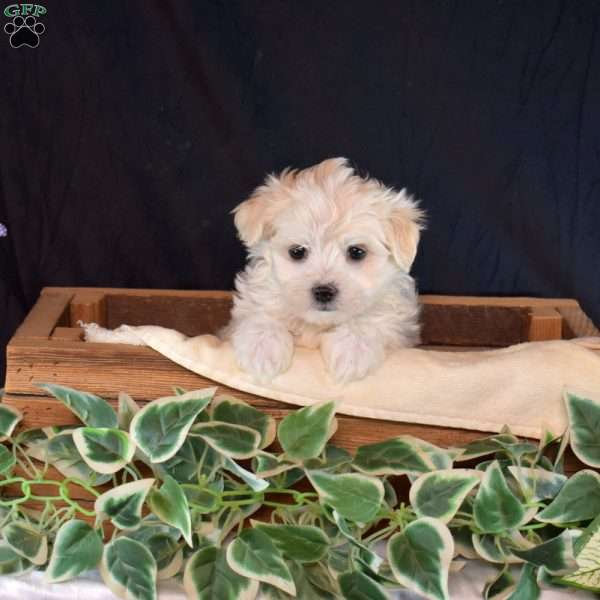 Sugar, Maltichon Puppy