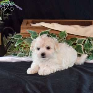 Sugar, Maltichon Puppy