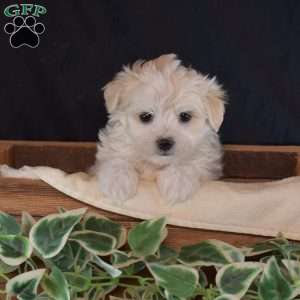 Sugar, Maltichon Puppy
