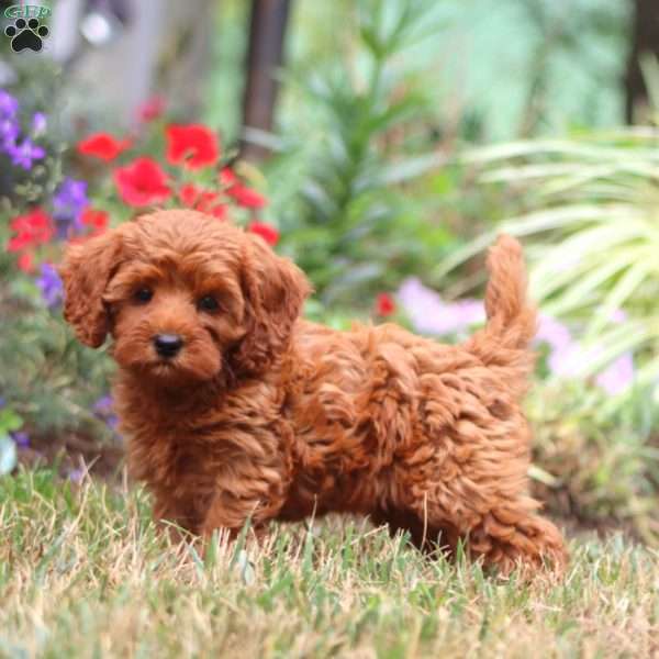 Sugar, Cavapoo Puppy