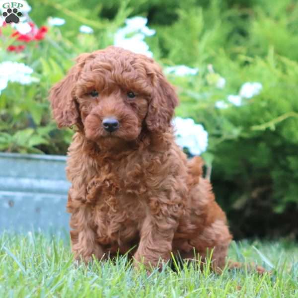 Sugar, Miniature Poodle Mix Puppy