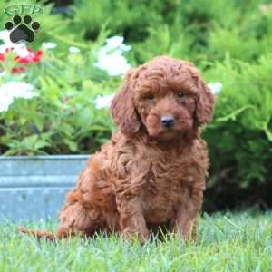 Sugar, Miniature Poodle Mix Puppy