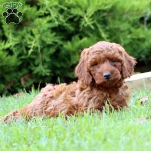 Sugar, Miniature Poodle Mix Puppy