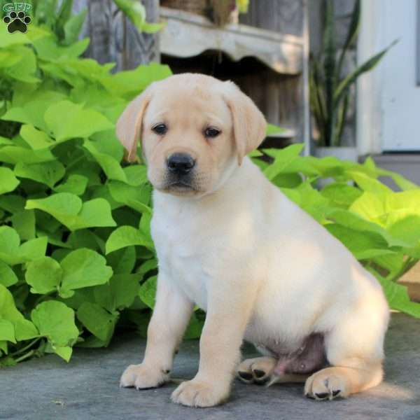 Sully, Yellow Labrador Retriever Puppy