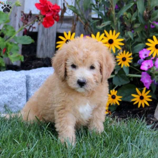 Sully, Mini Labradoodle Puppy