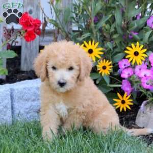 Sully, Mini Labradoodle Puppy