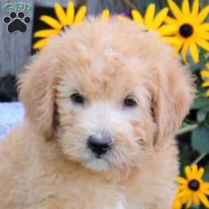 Sully, Mini Labradoodle Puppy