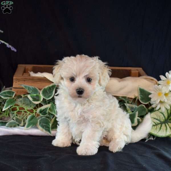 Summer, Maltichon Puppy