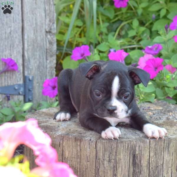 Summer, Boston Terrier Puppy