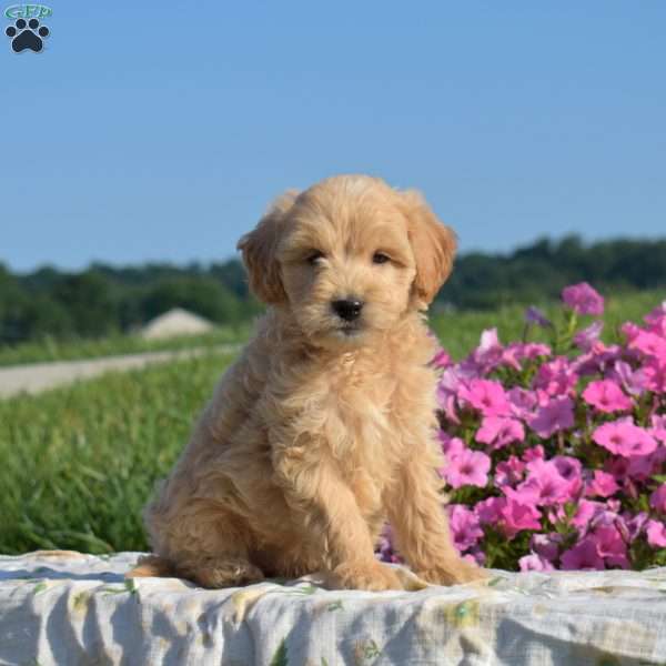Summer, Mini Goldendoodle Puppy