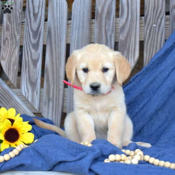 Summer, Golden Retriever Puppy