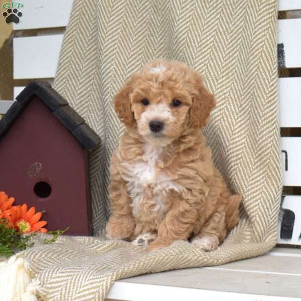 Summer, Mini Goldendoodle Puppy
