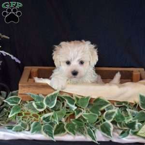 Summer, Maltichon Puppy
