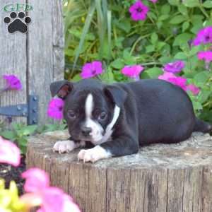 Summer, Boston Terrier Puppy