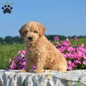 Summer, Mini Goldendoodle Puppy