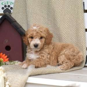 Summer, Mini Goldendoodle Puppy