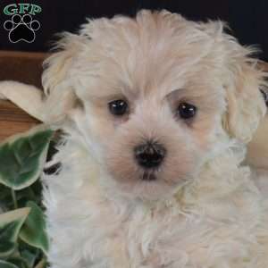 Summer, Maltichon Puppy