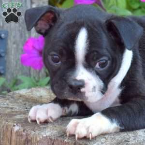 Summer, Boston Terrier Puppy