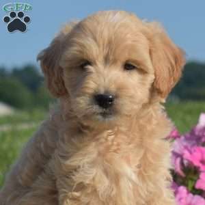 Summer, Mini Goldendoodle Puppy