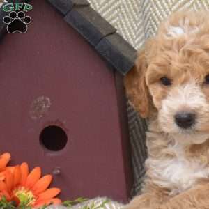 Summer, Mini Goldendoodle Puppy