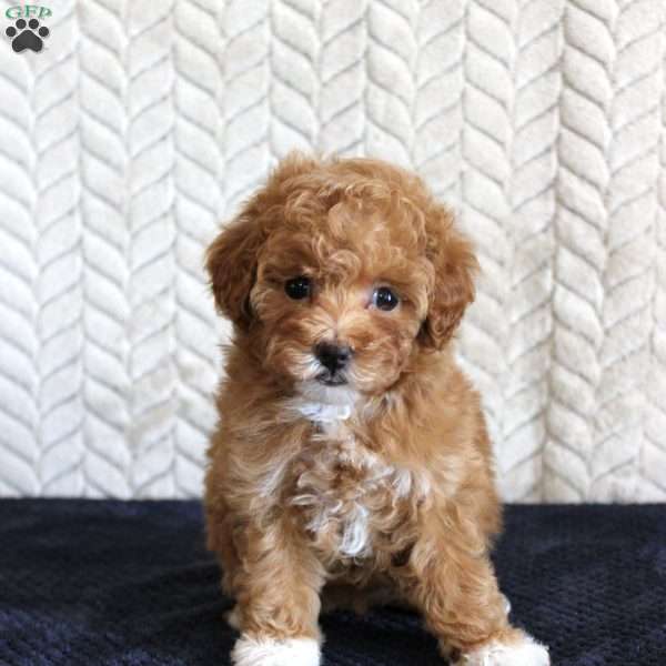 Summer, Toy Poodle Puppy