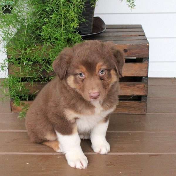 Sundae, Australian Shepherd Puppy