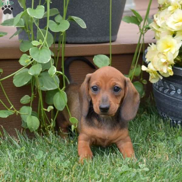Sundae, Dachshund Puppy
