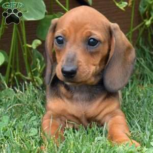 Sundae, Dachshund Puppy
