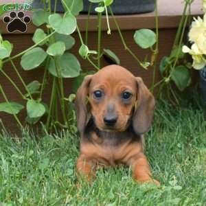 Sundae, Dachshund Puppy