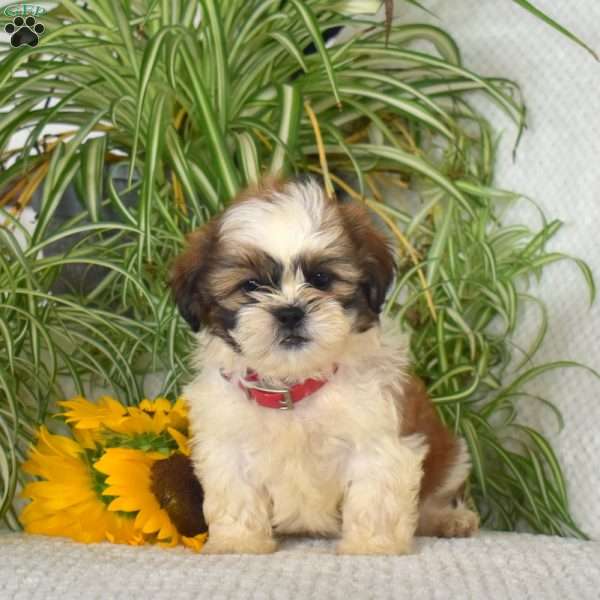 Sunlight, Shih Tzu Puppy