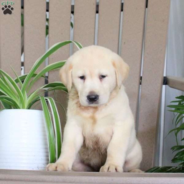 Sunlight, Yellow Labrador Retriever Puppy