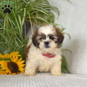 Sunlight, Shih Tzu Puppy