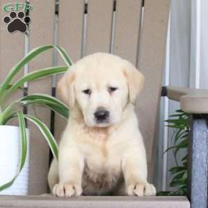 Sunlight, Yellow Labrador Retriever Puppy