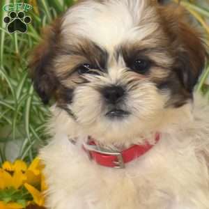 Sunlight, Shih Tzu Puppy